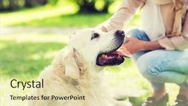  Presentation with family pet - Theme enhanced with dog on walk in park background and a soft green colored foreground