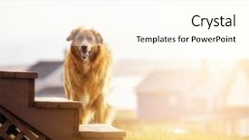  Presentation with beautiful golf courses - Presentation theme having dog outdoor portrait in late background and a cream colored foreground