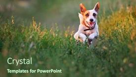  Presentation with pets - Colorful slides enhanced with jack russell terrier runs jumps - dog outdoors pets jumping backdrop and a tawny brown colored foreground