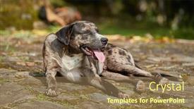  Presentation with heat - Audience pleasing presentation theme consisting of dog-panting-in-hot-summer backdrop and a coral colored foreground