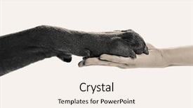  Presentation with black hand - Beautiful PPT theme featuring dog paw and human hand backdrop and a sky blue colored foreground