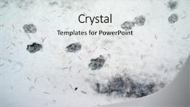  Presentation with footprints - PPT theme enhanced with dog paw print - animal footprints on the snow background and a light gray colored foreground