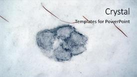  Presentation with footprints - Colorful theme enhanced with dog paw print - animal footprints on the snow backdrop and a sky blue colored foreground