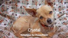  Presentation with cute christmas pug puppy dog - Beautiful PPT theme featuring dog paw print - cute chihuahua puppy sitting backdrop and a violet colored foreground