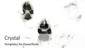  Presentation with paw - PPT theme featuring dog paw prints in fresh background and a white colored foreground