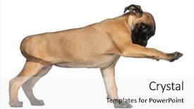  Presentation with boxer dog - PPT theme with dog paws - boxer puppy 8 weeks old background and a white colored foreground