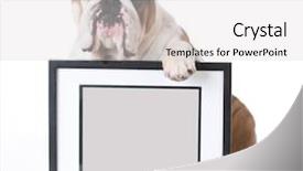 Presentation with antique picture frame - Audience pleasing theme consisting of dog paws - bulldog holding picture frame backdrop and a light gray colored foreground