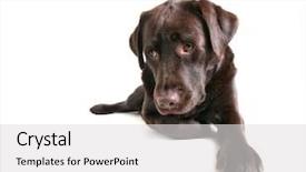  Presentation with chocolate - Slides with japanese construction worker suffers from background and a  colored foreground.