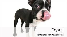  Presentation with boston - Beautiful PPT layouts featuring dog paws - cute baby boston terrier backdrop and a white colored foreground