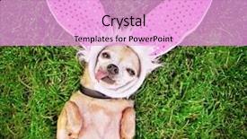  Presentation with alcohol cute - Amazing presentation having dog paws - cute chihuahua laying backdrop and a lavender colored foreground