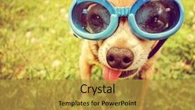  Presentation with wearing swimming goggles and cap - PPT theme with dog paws - cute chihuahua wearing goggles background and a gold colored foreground