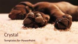  Presentation with lab - PPT theme featuring dog paws - cute chocolate lab puppy sleeping background and a lemonade colored foreground