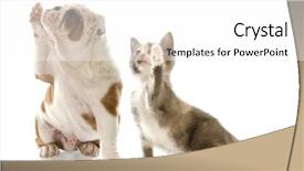  Presentation with english bulldog - PPT layouts enhanced with dog paws - english bulldog puppy and kitten background and a white colored foreground