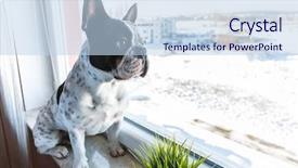  Presentation with dog - Beautiful PPT layouts featuring dog paws - french bulldog looking backdrop and a sky blue colored foreground