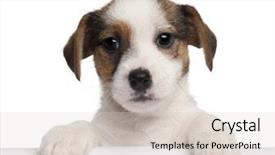  Presentation with old big bike on white - Colorful presentation enhanced with dog paws - jack russell terrier puppy 2 backdrop and a light gray colored foreground