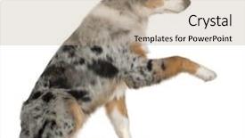  Presentation with australian - Amazing PPT layouts having dog paws - puppy australian shepherd playing 5 backdrop and a coral colored foreground