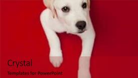  Presentation with puppy - Colorful slides enhanced with wood wall and clear concrete backdrop and a white colored foreground.