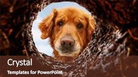  Presentation with dirt - Cool new PPT layouts with dig - dog peeking into a dirt backdrop and a tawny brown colored foreground