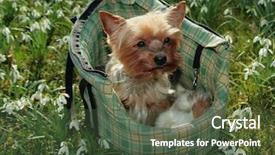  Presentation with snowdrop - Cool new presentation with dog pet and snowdrop backdrop and a tawny brown colored foreground