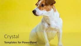  Presentation with russell - Slides enhanced with dog-pet-jack-russell-terrier background and a yellow colored foreground