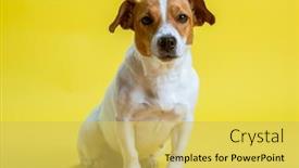  Presentation with russell - Beautiful slides featuring dog-pet-jack-russell-terrier backdrop and a yellow colored foreground