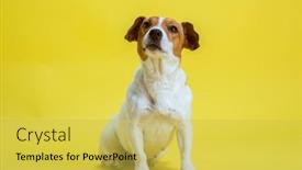  Presentation with russell - Colorful PPT layouts enhanced with dog-pet-jack-russell-terrier backdrop and a yellow colored foreground