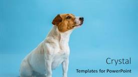  Presentation with russell - PPT layouts enhanced with dog-pet-jack-russell-terrier background and a light blue colored foreground