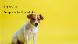  Presentation with russell - Beautiful PPT layouts featuring dog-pet-jack-russell-terrier backdrop and a yellow colored foreground