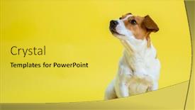  Presentation with dog park animal jack - Colorful PPT theme enhanced with dog-pet-jack-russell-terrier backdrop and a yellow colored foreground