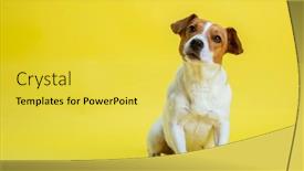  Presentation with russell - Audience pleasing slide deck consisting of dog-pet-jack-russell-terrier backdrop and a yellow colored foreground
