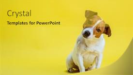  Presentation with russell - PPT theme featuring dog-pet-jack-russell-terrier background and a yellow colored foreground