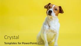  Presentation with russell - Audience pleasing presentation design consisting of dog-pet-jack-russell-terrier backdrop and a yellow colored foreground