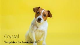  Presentation with russell - Beautiful presentation design featuring dog-pet-jack-russell-terrier backdrop and a yellow colored foreground