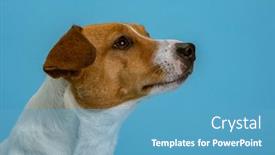  Presentation with russell - Slide set enhanced with dog-pet-jack-russell-terrier background and a teal colored foreground