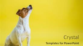  Presentation with russell - Cool new slide set with dog-pet-jack-russell-terrier backdrop and a yellow colored foreground