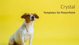  Presentation with russell - Colorful presentation enhanced with dog-pet-jack-russell-terrier backdrop and a yellow colored foreground