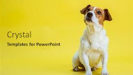  Presentation with russell - Audience pleasing presentation theme consisting of dog-pet-jack-russell-terrier backdrop and a yellow colored foreground