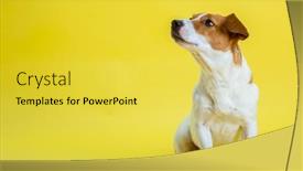  Presentation with pet grooming small dog - Amazing presentation having dog-pet-jack-russell-terrier backdrop and a yellow colored foreground