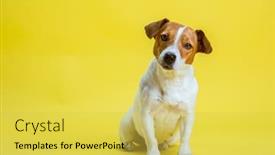  Presentation with dog park animal jack - Presentation theme consisting of dog-pet-jack-russell-terrier background and a yellow colored foreground