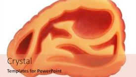  Presentation with animals - Slide set consisting of dog-pet-toy-rubber-beef background and a  colored foreground