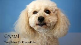  Presentation with valentines day - PPT layouts featuring dog photo shoot beautiful bichon background and a coral colored foreground