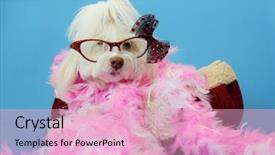  Presentation with pink and blue acrylic smoke white - Cool new presentation with dog photo shoot beautiful maltese backdrop and a lemonade colored foreground