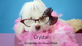  Presentation with blue pink - Presentation theme enhanced with dog photo shoot beautiful maltese background and a coral colored foreground