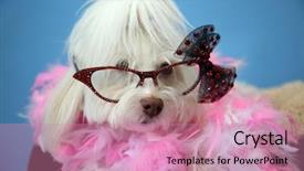  Presentation with pink blue - Amazing PPT theme having dog photo shoot beautiful maltese backdrop and a coral colored foreground