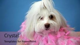  Presentation with blue pink - Presentation theme with dog photo shoot beautiful maltese background and a coral colored foreground