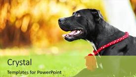  Presentation with american bull dog - PPT theme having dog pitbull - american pit bull terrier black background and a yellow colored foreground