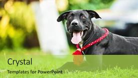  Presentation with pit bull - Slide deck having dog pitbull - american pit bull terrier black background and a yellow colored foreground