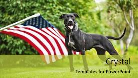  Presentation with pit bull - Amazing slides having dog pitbull - american pit bull backdrop and a yellow colored foreground