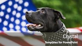  Presentation with pit bull - Beautiful PPT theme featuring dog pitbull - american pit bull backdrop and a dark gray colored foreground