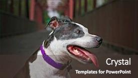  Presentation with american slavery - Audience pleasing slides consisting of dog pitbull - cute american staffordshire terrier backdrop and a tawny brown colored foreground